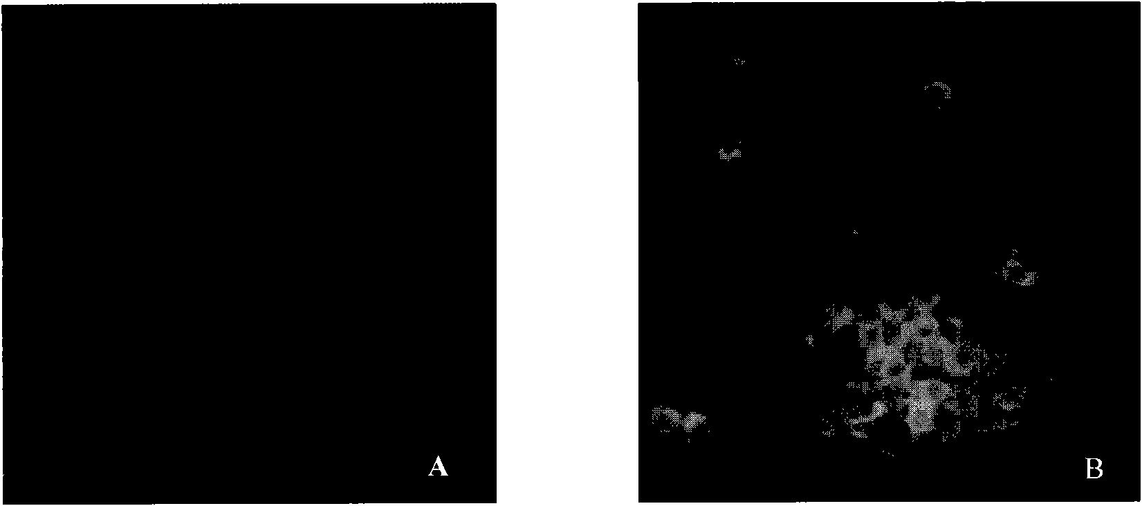 Method for preparing live vaccines of hog cholera and product thereof