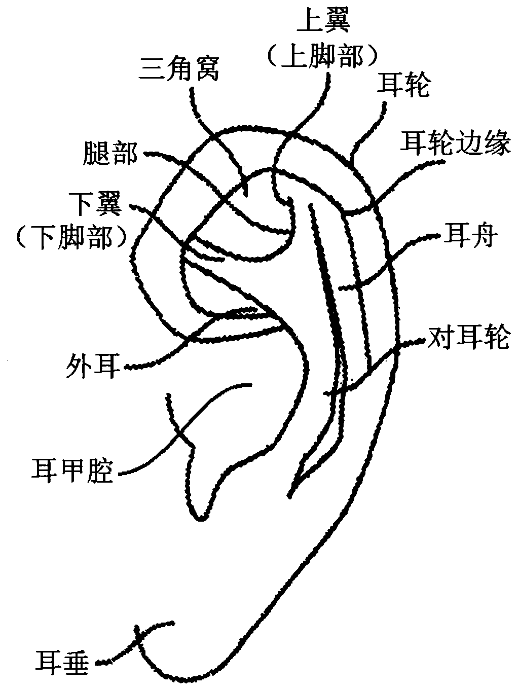 Left and right ear universal type external ear shaper