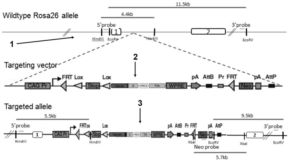 Reverse cross-multistage nerve tracing method