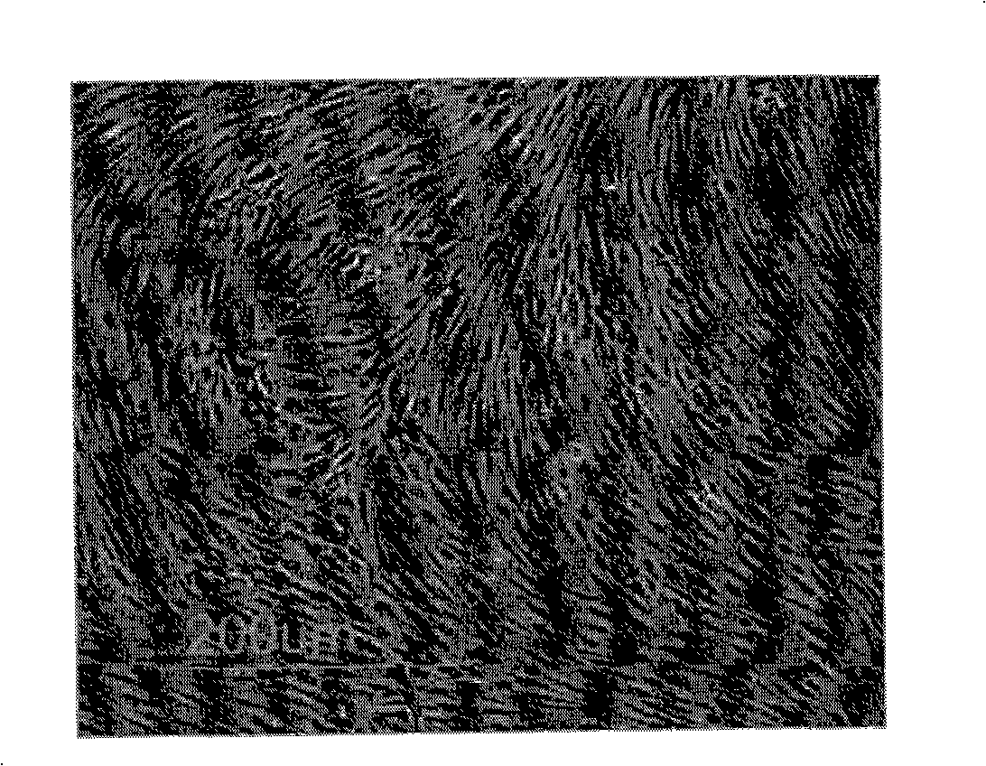 Tissue engineering tendon and vitro construction method thereof