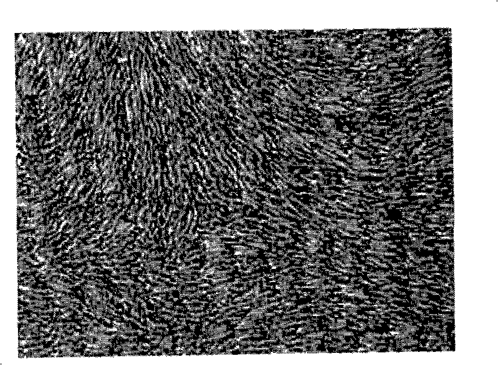 Tissue engineering tendon and vitro construction method thereof