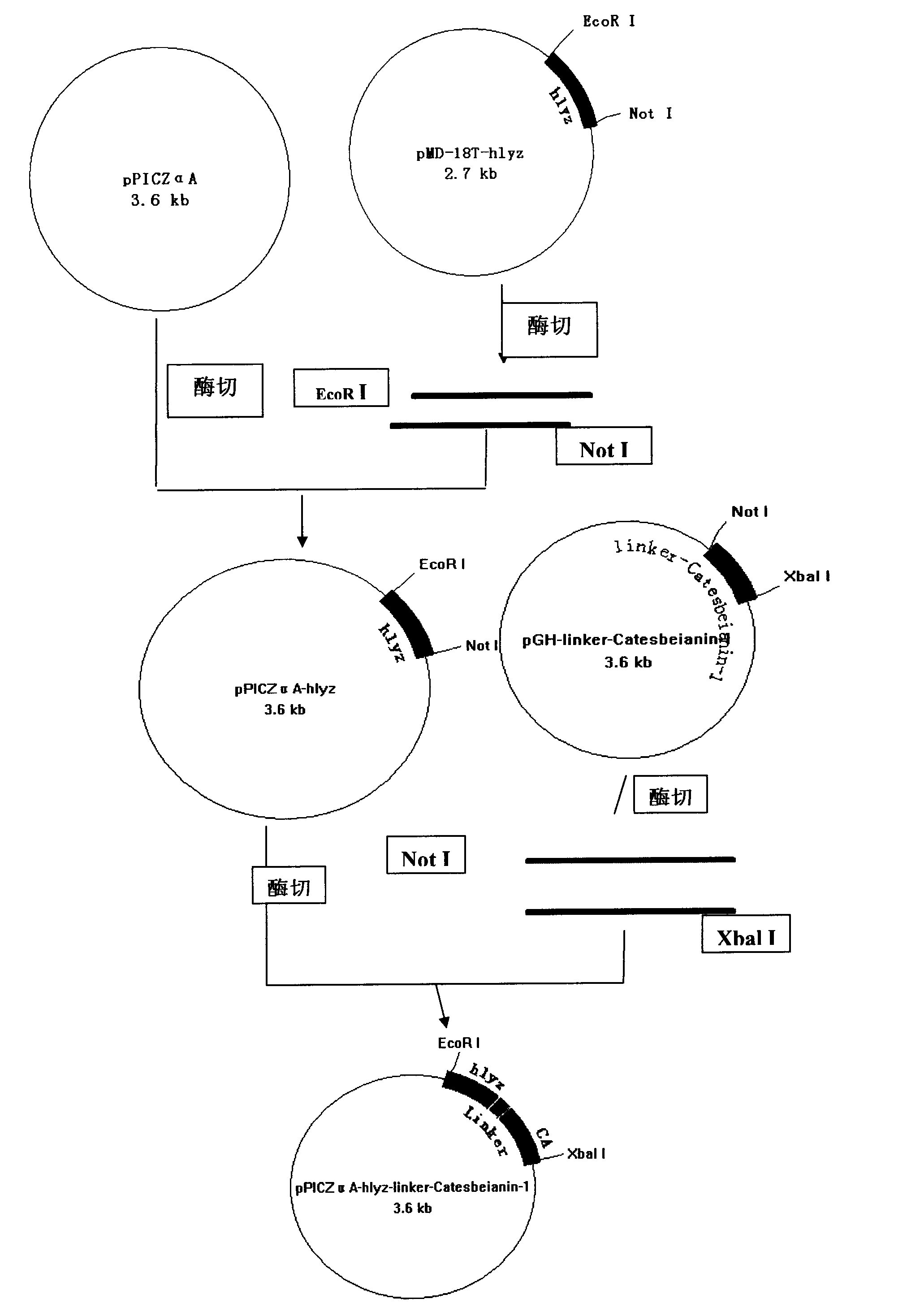 Preparation method of human lysozyme-antibacterial peptide Catesbeianin-1 fusion protein and application of same on preventing and curing cow mastitis