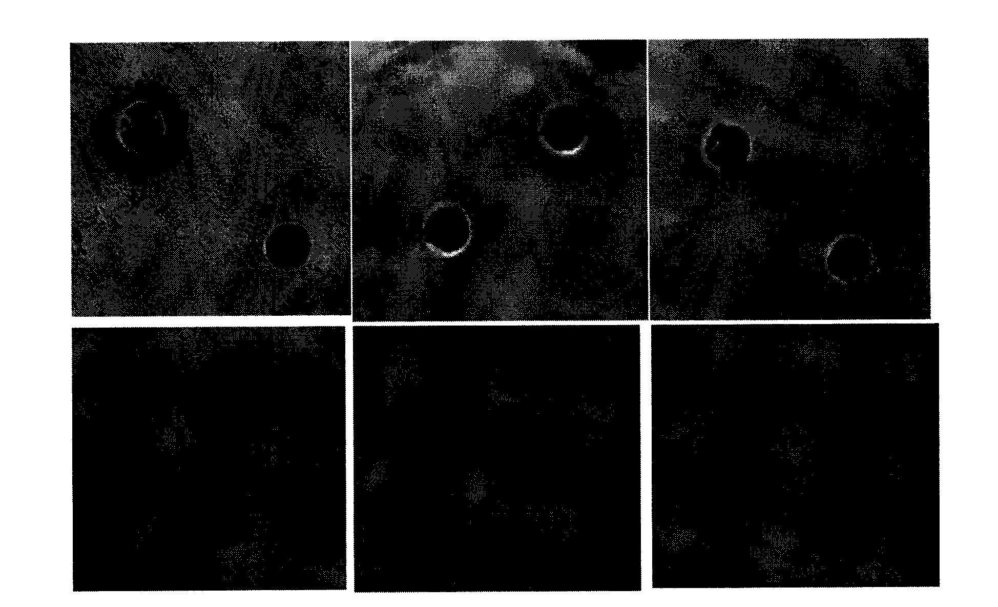 Preparation method of human lysozyme-antibacterial peptide Catesbeianin-1 fusion protein and application of same on preventing and curing cow mastitis