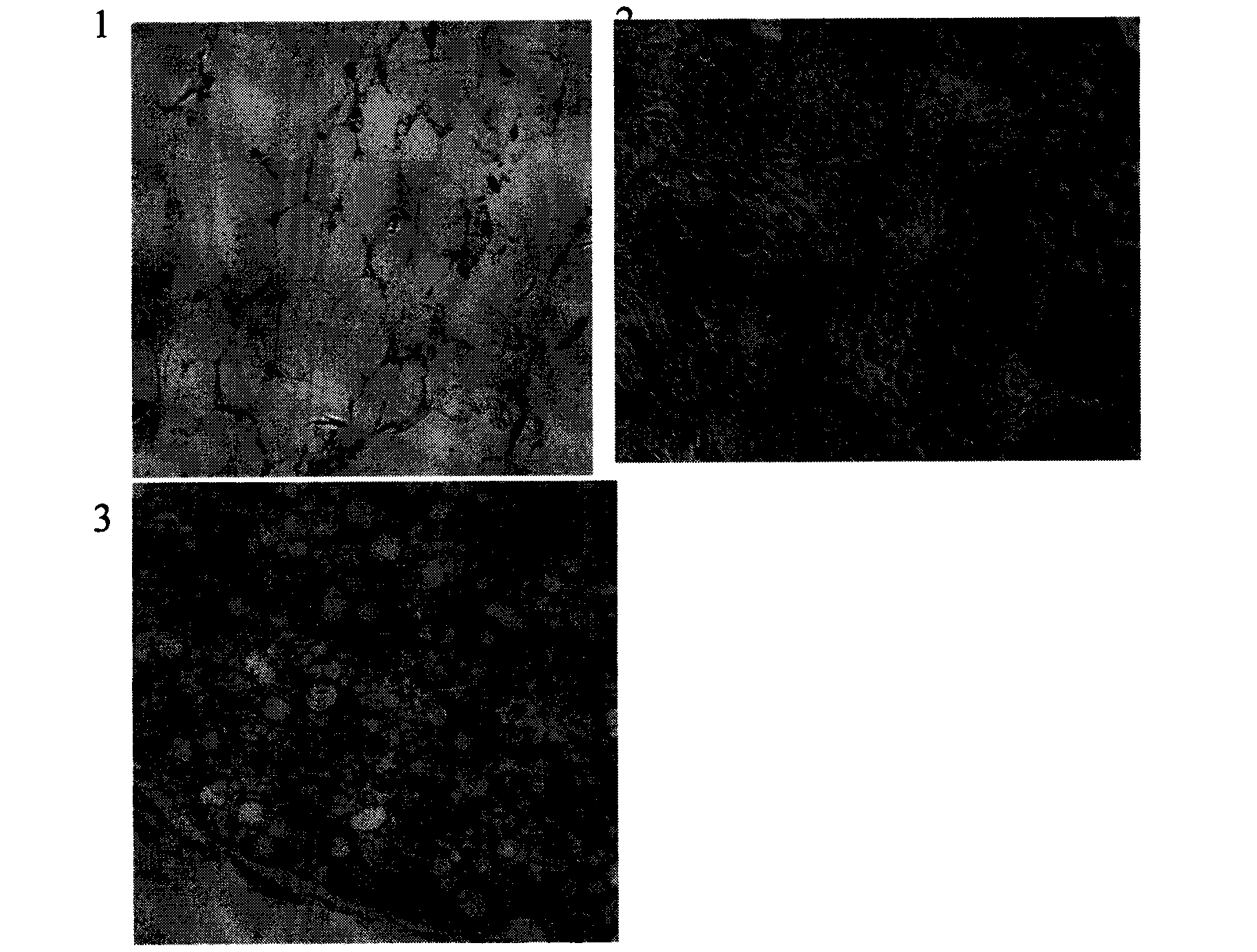 Preparation method of human lysozyme-antibacterial peptide Catesbeianin-1 fusion protein and application of same on preventing and curing cow mastitis