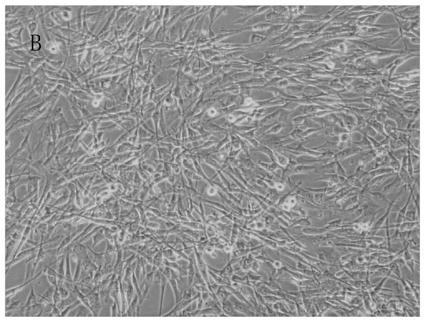 Sub-totipotent stem cell special medium and special culture method thereof