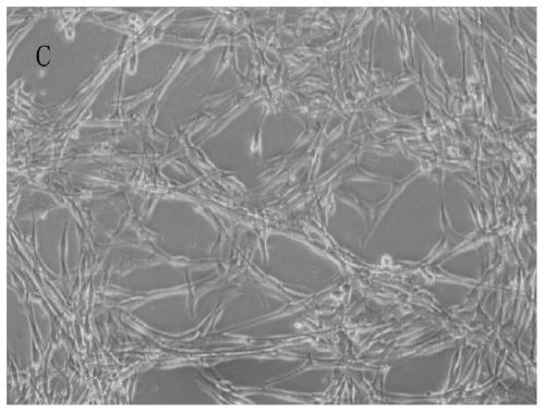 Sub-totipotent stem cell special medium and special culture method thereof