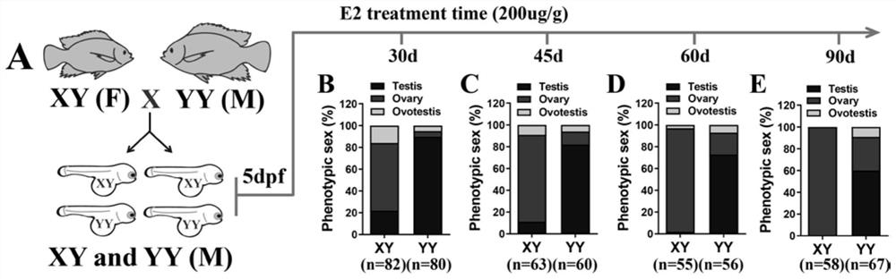 A method for efficiently producing Nile tilapia high reproductive rate yy transformed female fish