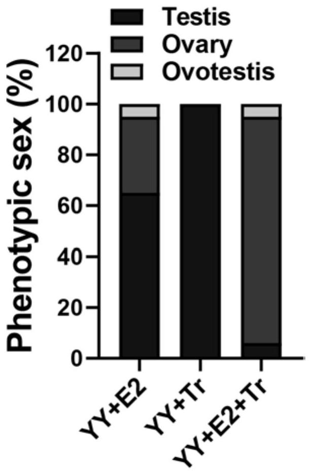 A method for efficiently producing Nile tilapia high reproductive rate yy transformed female fish