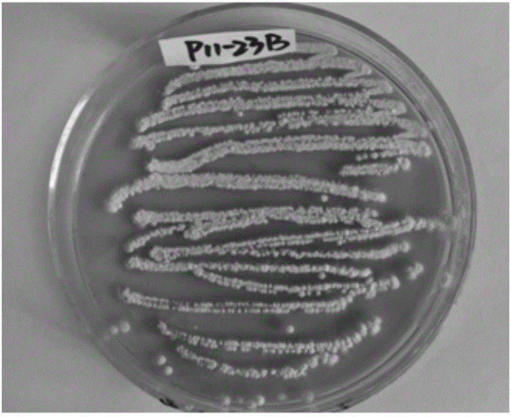 Anti-glioma active substance streptodepsipeptide P11B, preparation and applications thereof