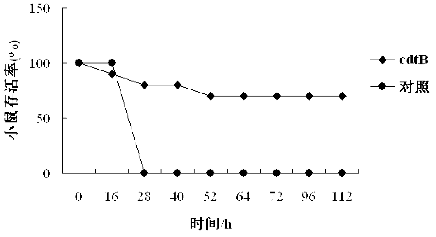 Haemophilus parasuis (Hps) immunoprotecive antigen CdtB