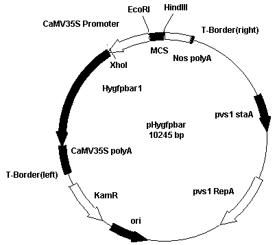 Construction and application of novel transgenic plant marker gene