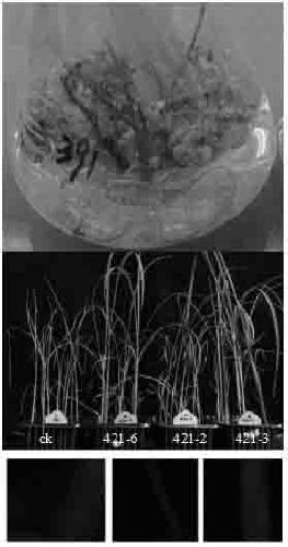 Construction and application of novel transgenic plant marker gene