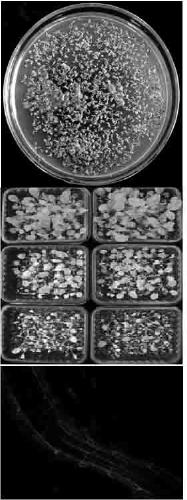 Construction and application of novel transgenic plant marker gene