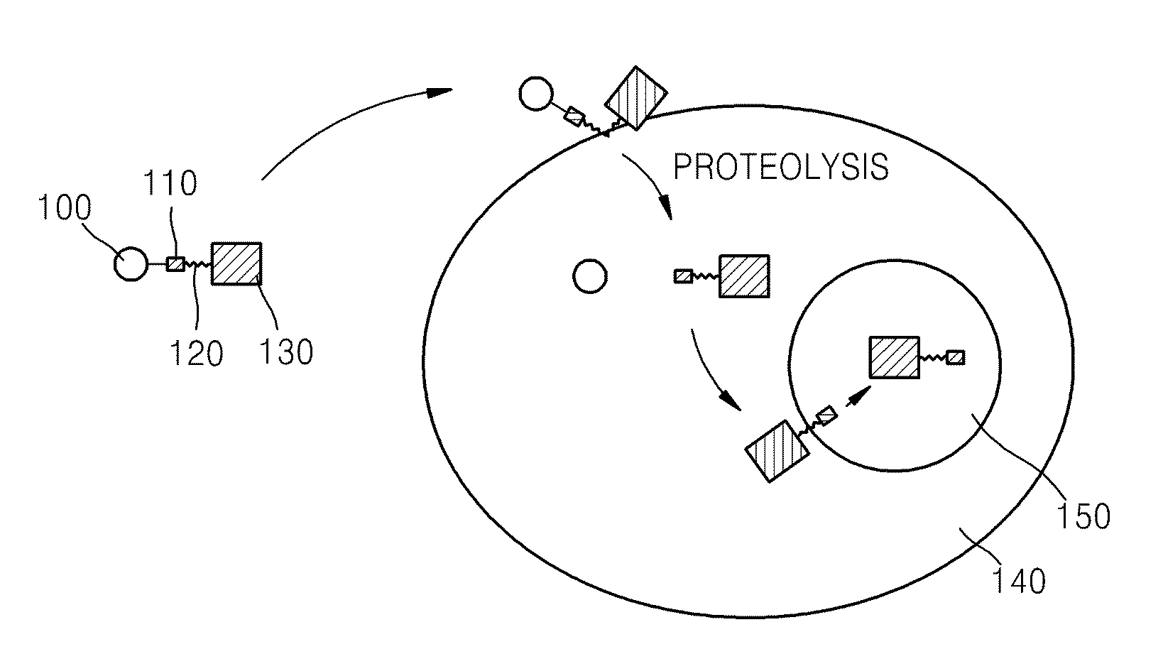 Fusion protein comprising ubiquitin or ubiquitin-like protein, membrane translocation sequence and biologically active molecule and use thereof