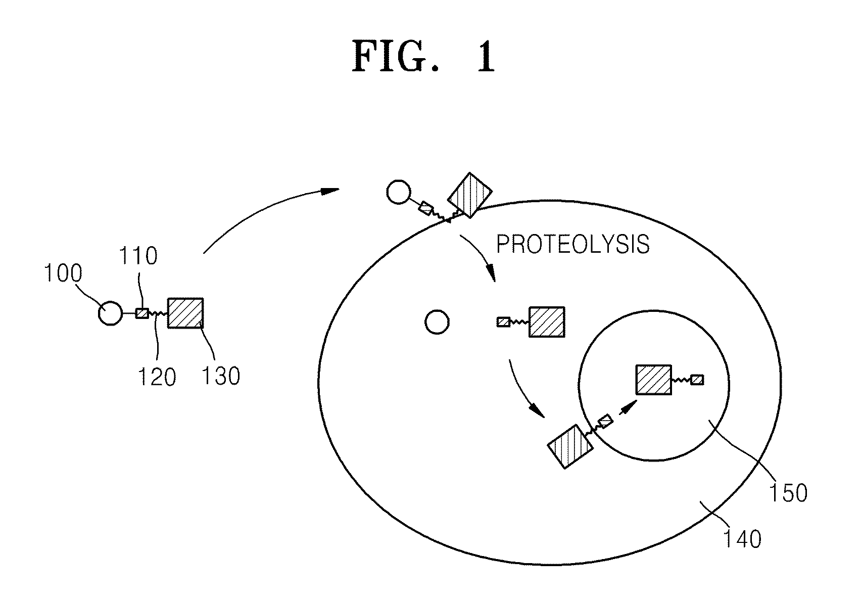 Fusion protein comprising ubiquitin or ubiquitin-like protein, membrane translocation sequence and biologically active molecule and use thereof