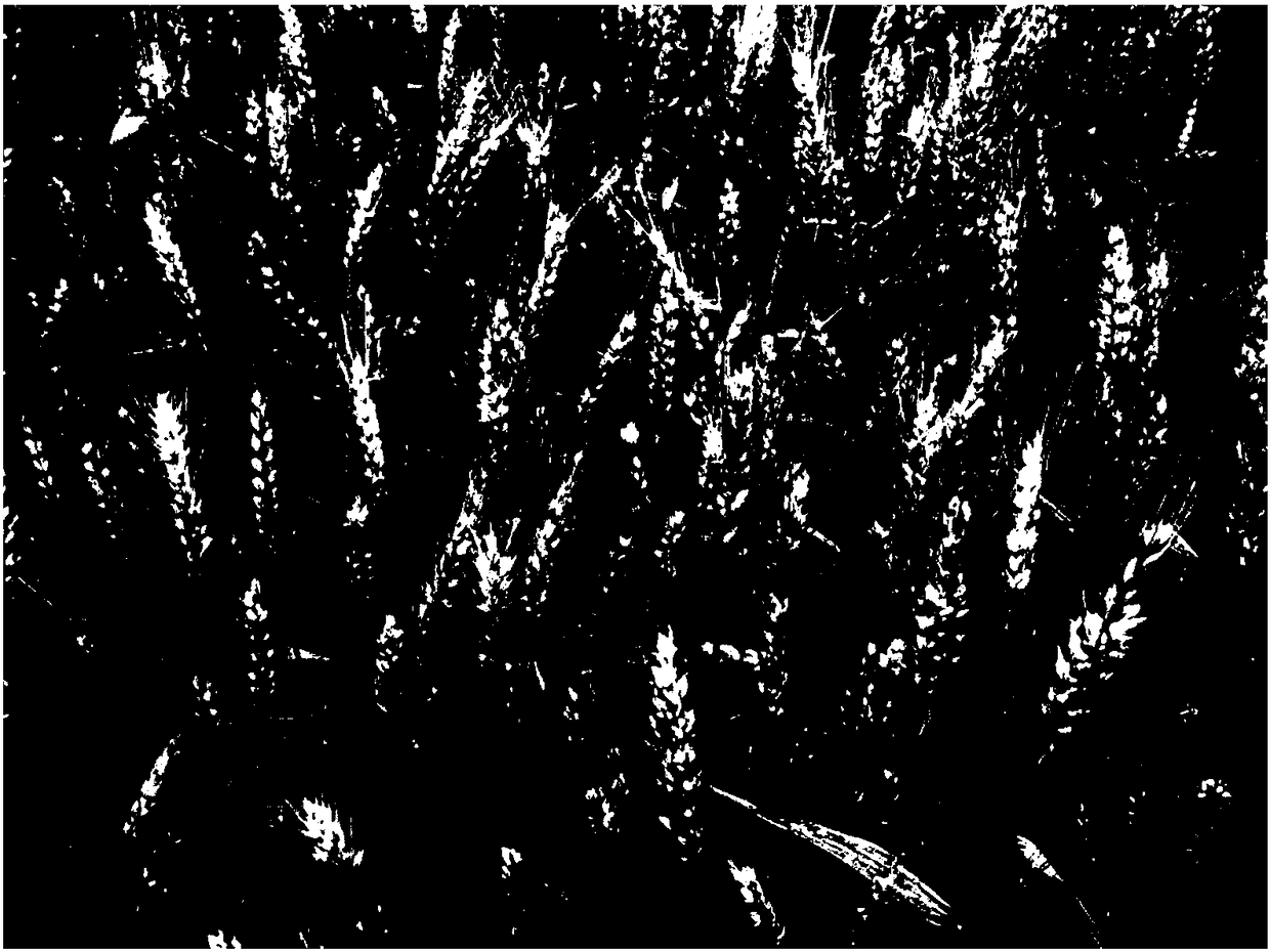 Large-scale fusarium graminearum inoculation method