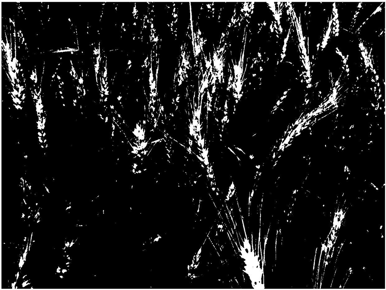 Large-scale fusarium graminearum inoculation method