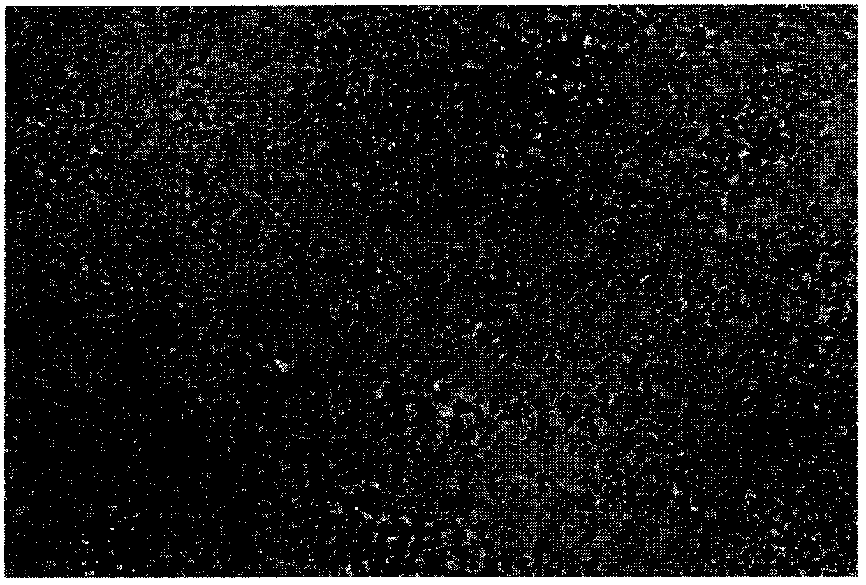 A kind of EGFR immunohistochemical detection kit based on Fe3O4 nanoprobe and its application method