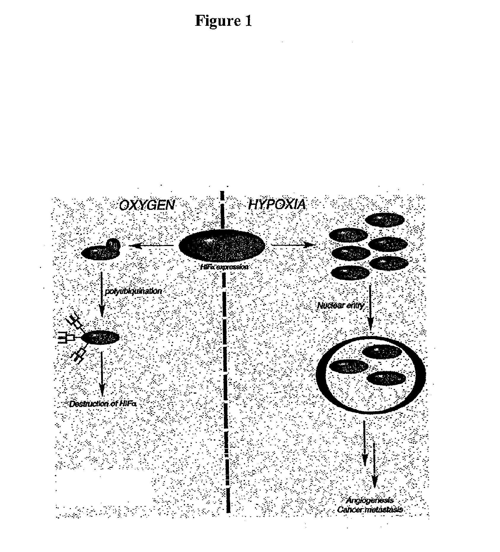 FK228 analogs and methods of making and using the same