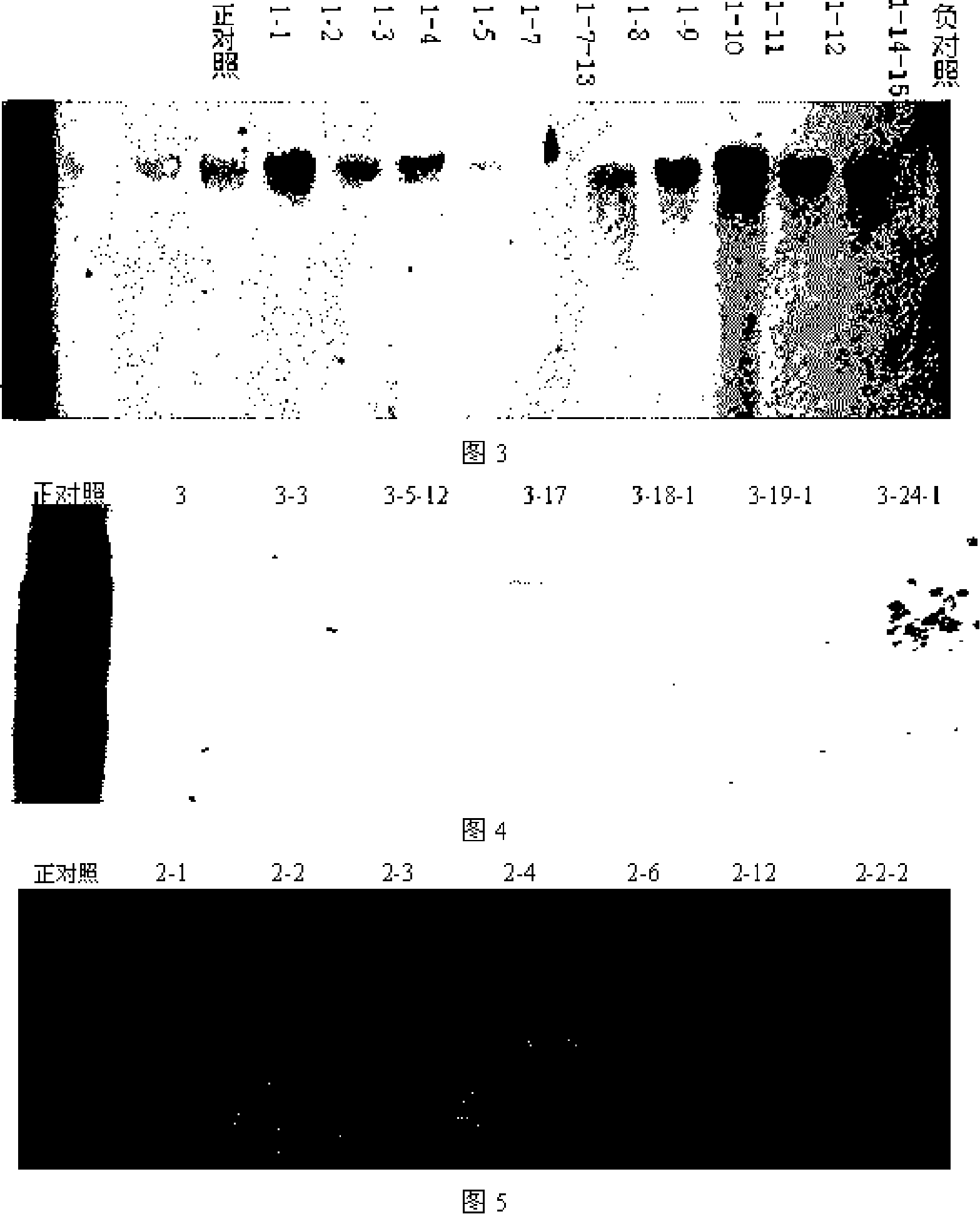 Method for acquiring disease-resistance expression of agrobacterium-mediated potato transgenic hrap