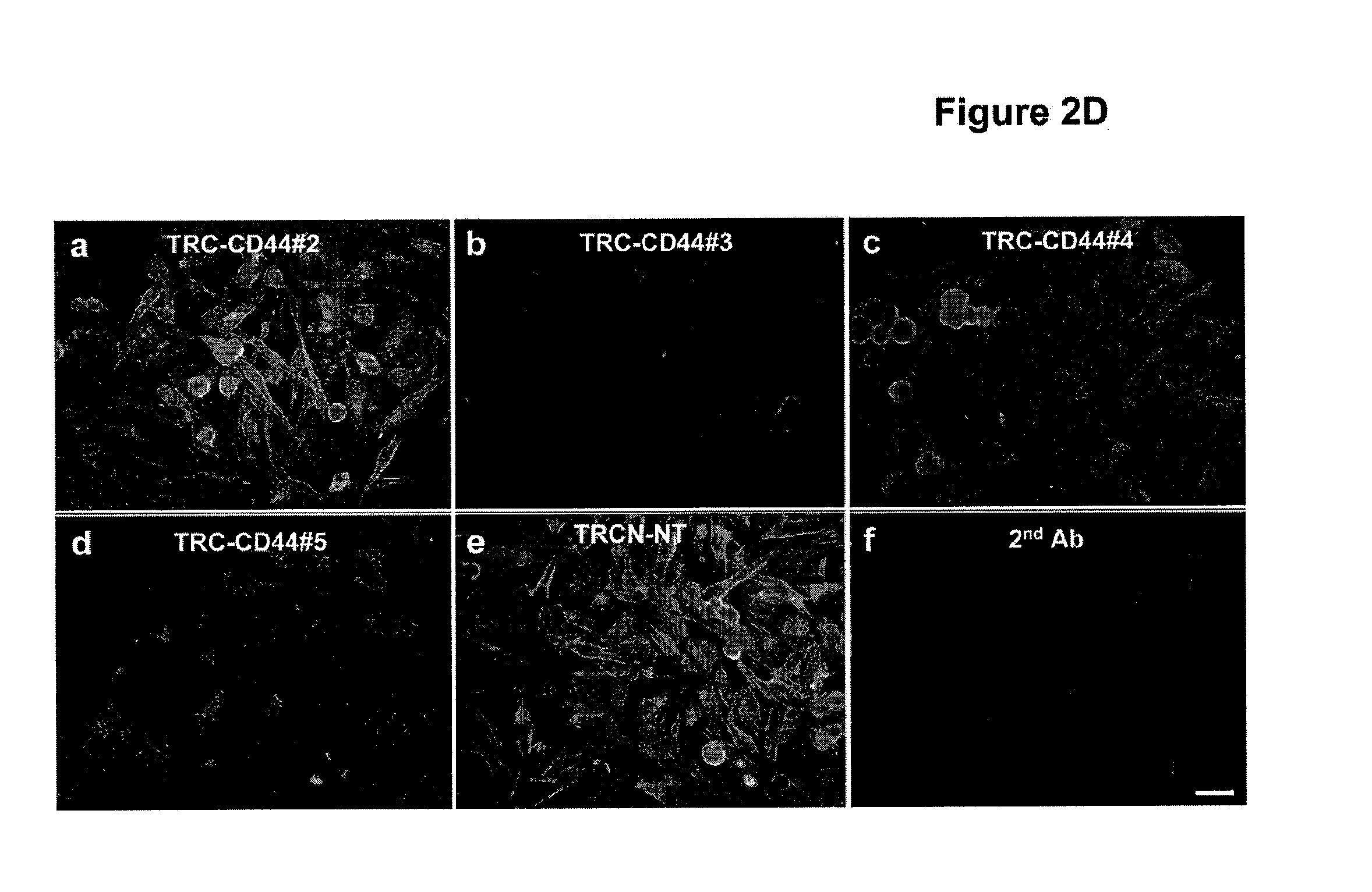 Methods of using CD44 fusion proteins to treat cancer