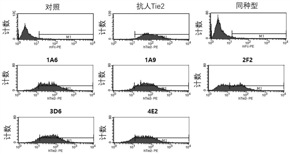 Anti-tie2 antibody and use thereof