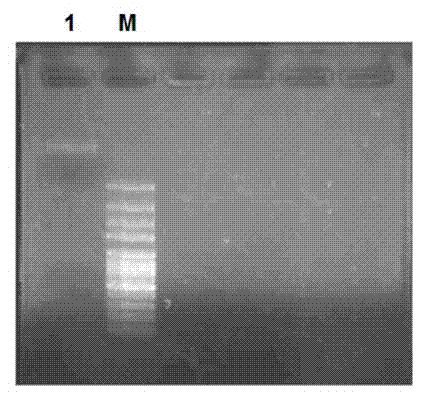 Sphingomonas alginate lyase gene ZH0-III as well as prokaryotic expression vector and application thereof