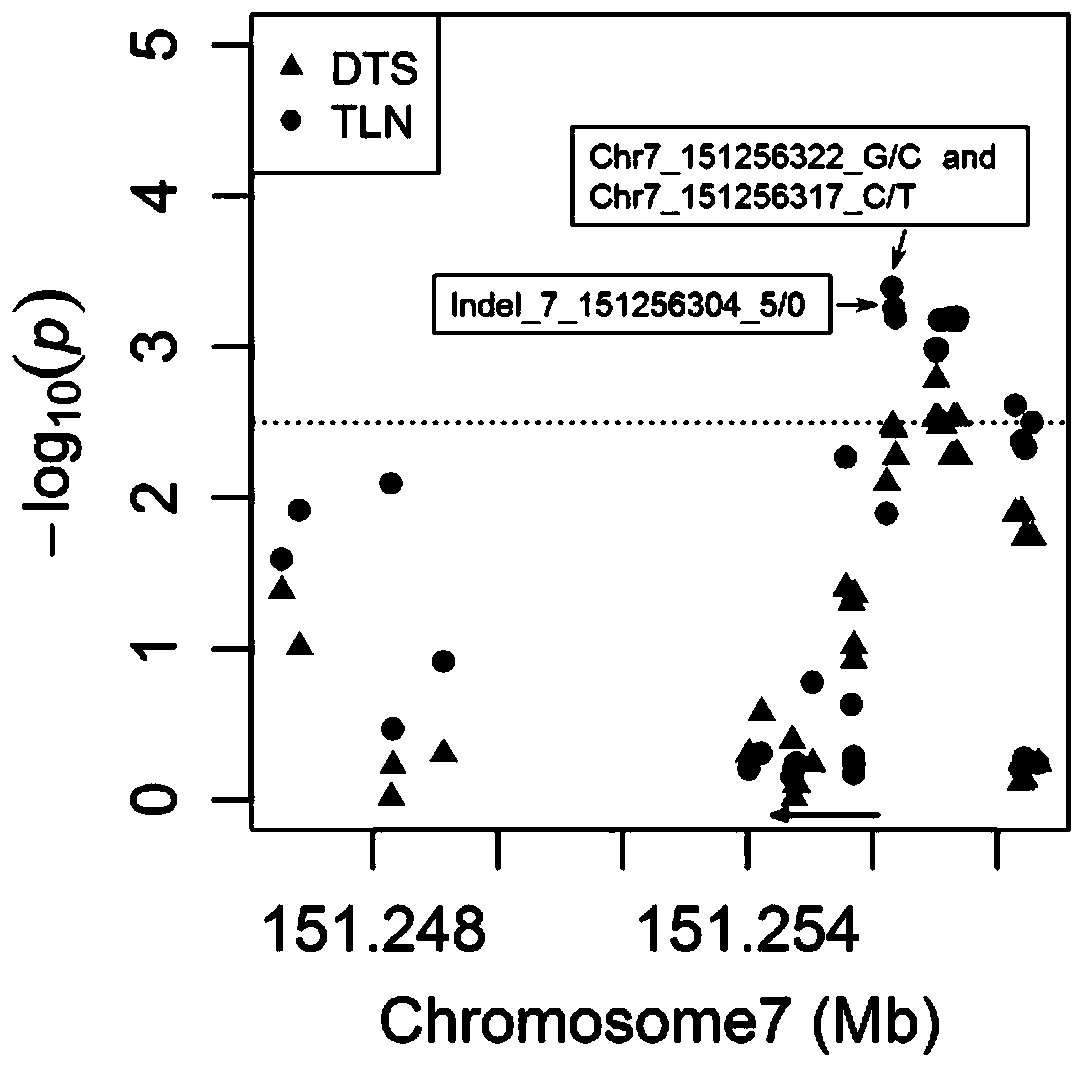 Gene for regulating and controlling corn flowering period, promoter, and application of gene and promoter