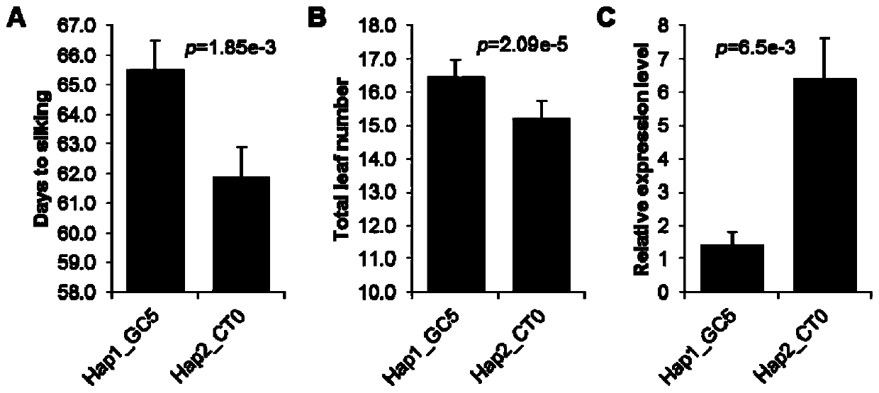 Gene for regulating and controlling corn flowering period, promoter, and application of gene and promoter