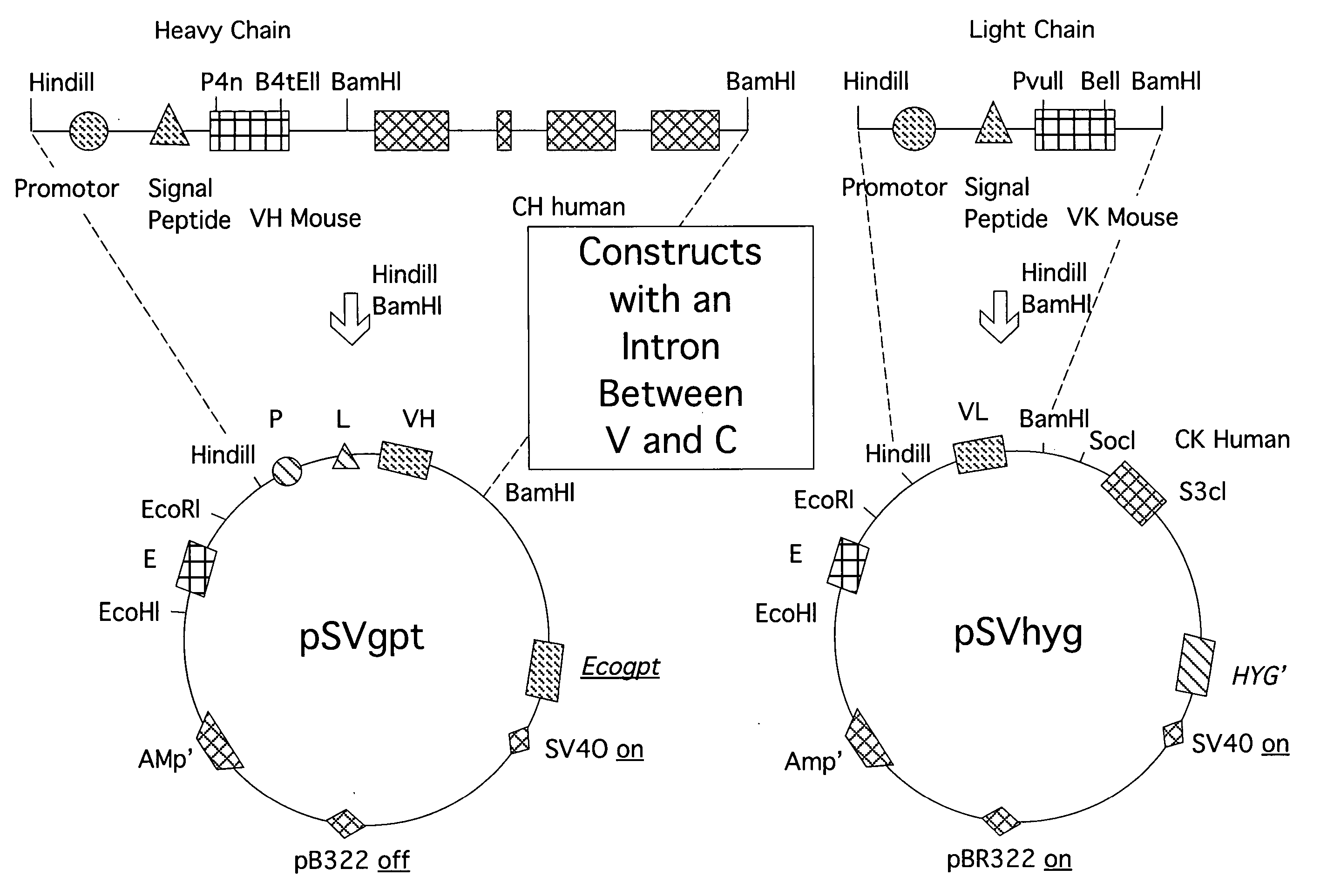 Recombinant DNA-molecule complex for the expression of anti-human-interferon-gamma chimeric antibodies or antibody fragments