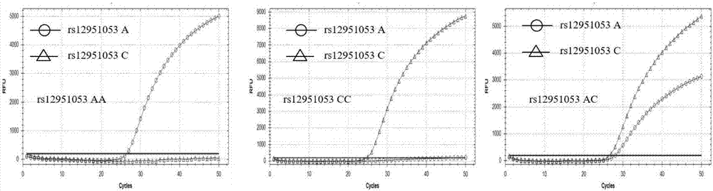 Multiplex real-time fluorescent PCR detection primers and probes for TP53 gene SNP loci and multiplex real-time fluorescent PCR detection kit