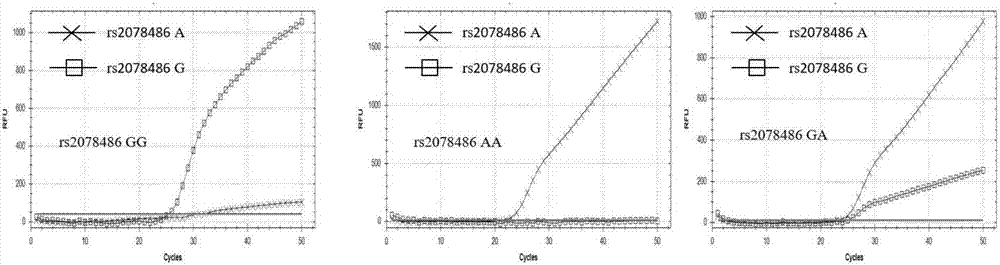 Multiplex real-time fluorescent PCR detection primers and probes for TP53 gene SNP loci and multiplex real-time fluorescent PCR detection kit