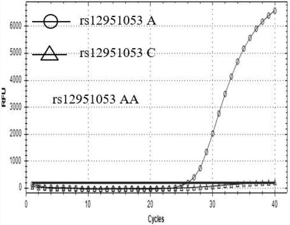 Multiplex real-time fluorescent PCR detection primers and probes for TP53 gene SNP loci and multiplex real-time fluorescent PCR detection kit