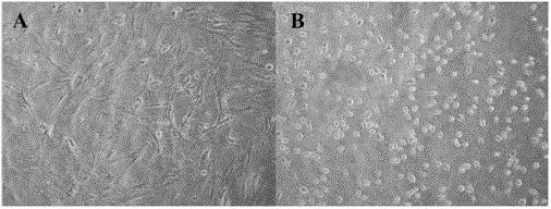 A method for cell co-culture inducing directed differentiation of stem cells in vitro