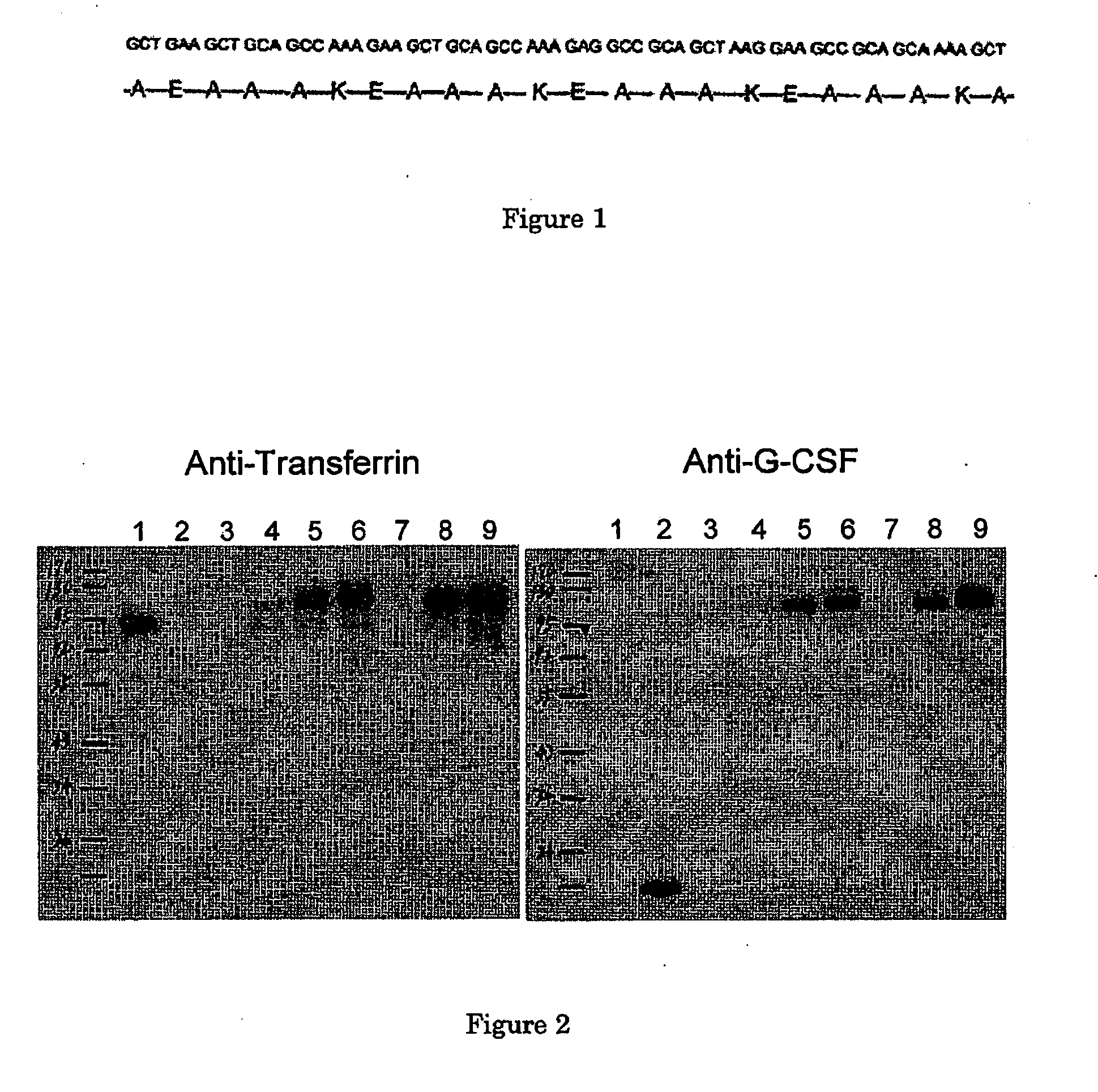 Spacers to increase the expression of recombinant fusion proteins