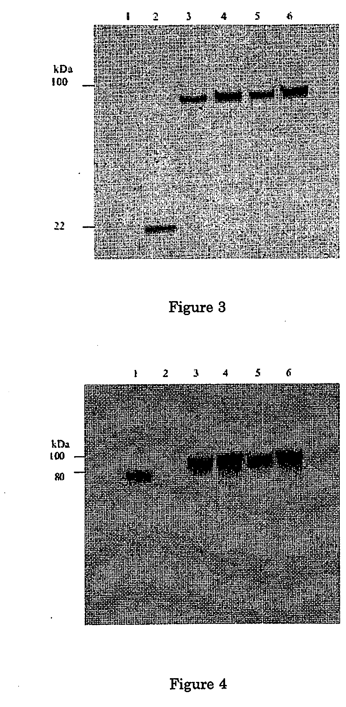 Spacers to increase the expression of recombinant fusion proteins