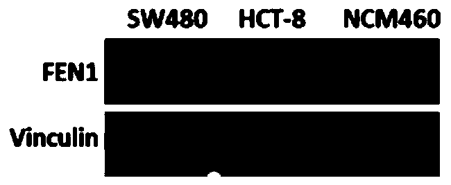 Combined doxorubicin medicine and application thereof