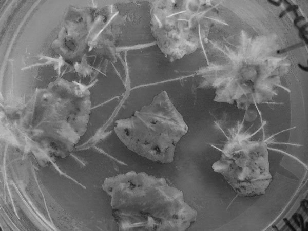 Method for enhancing content of tanshinone in salvia miltiorrhiza hairy root by double-key enzyme genetic transformation