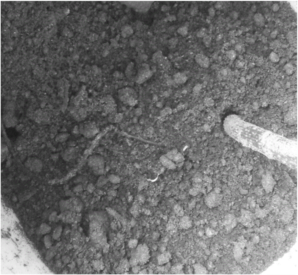 Strain for high-temperature composting of sludge and application thereof