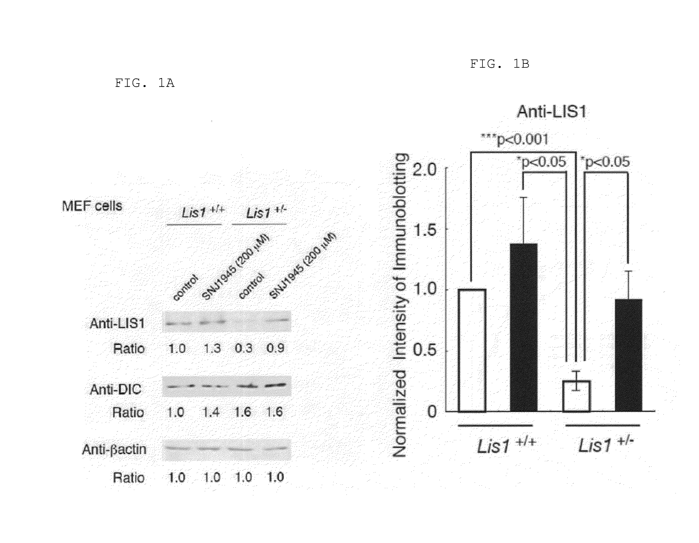 Lissencephaly therapeutic agent