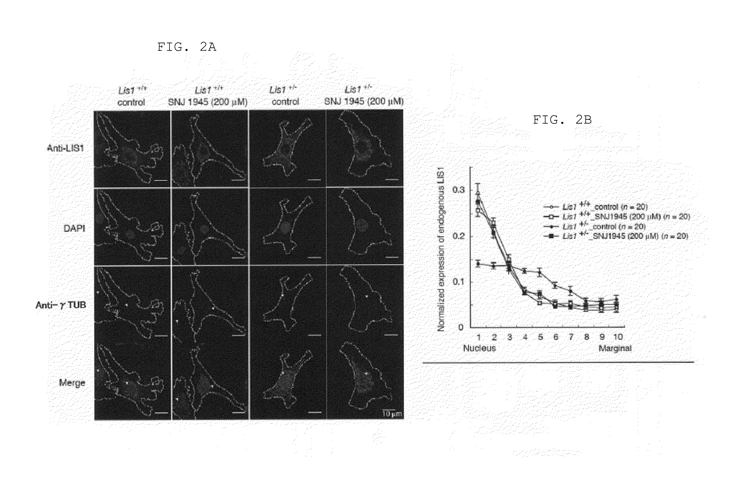 Lissencephaly therapeutic agent