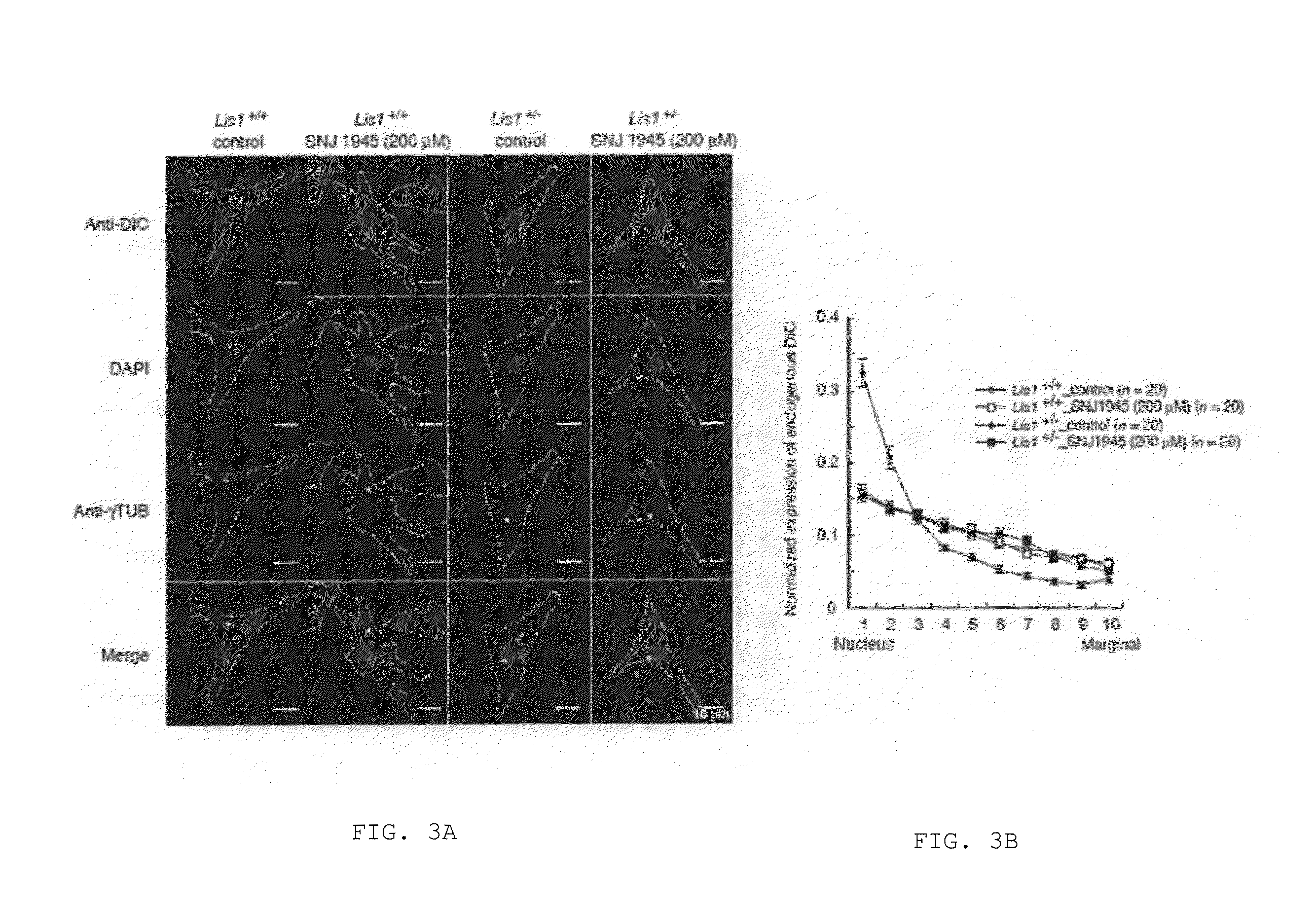 Lissencephaly therapeutic agent