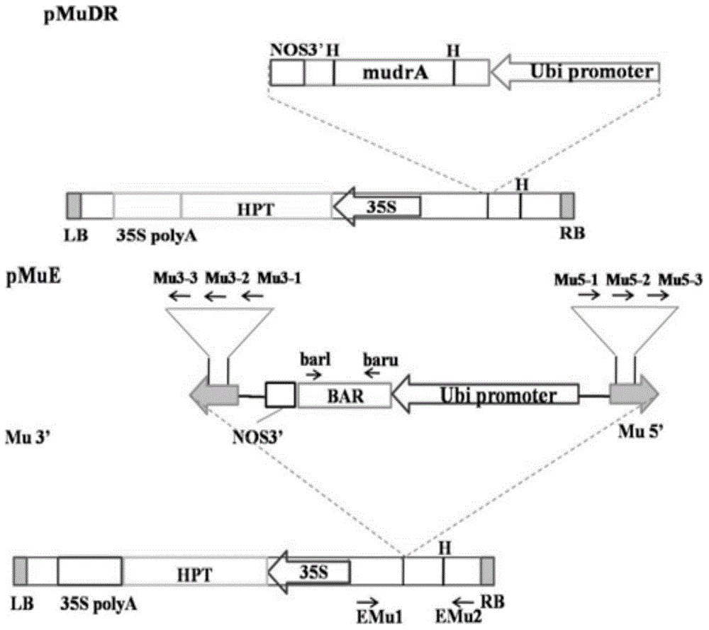 Novel efficient selectable marker-free corn transgenic vector system construction method and application thereof