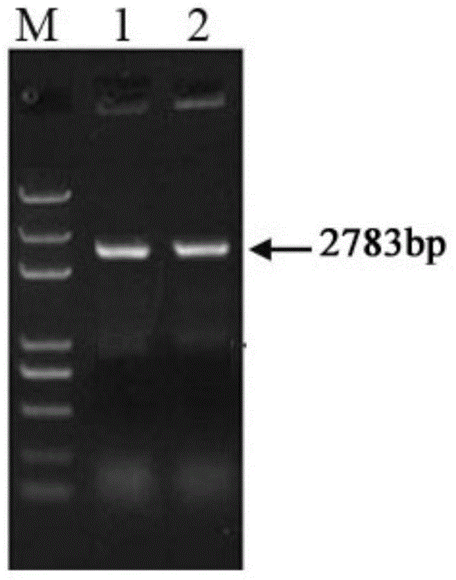 Novel efficient selectable marker-free corn transgenic vector system construction method and application thereof