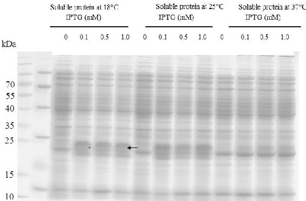 A kind of production method of toxin tx4 (6-1) unlabeled recombinant protein