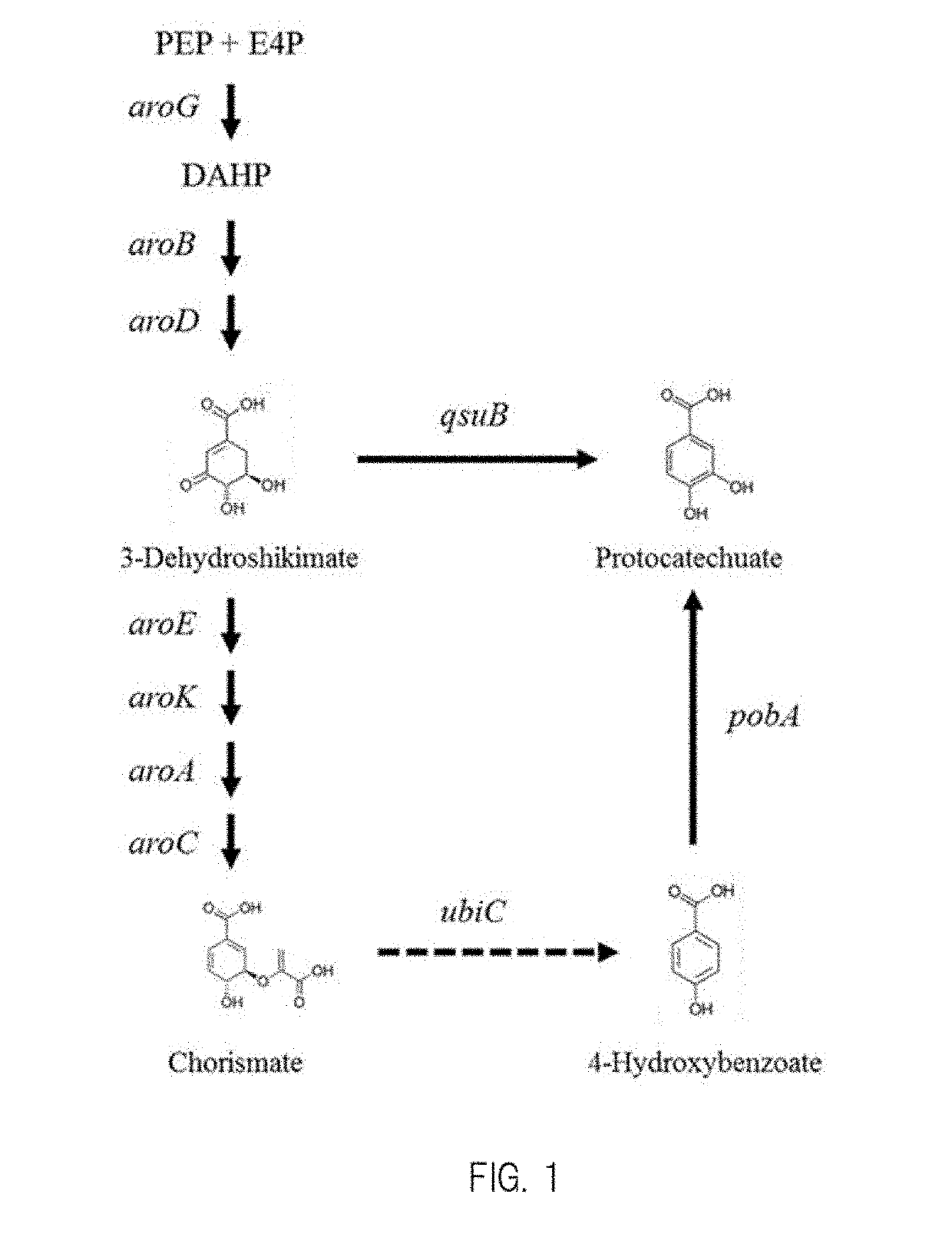 Transformant, and method for producing protocatechuic acid or salt thereof using same