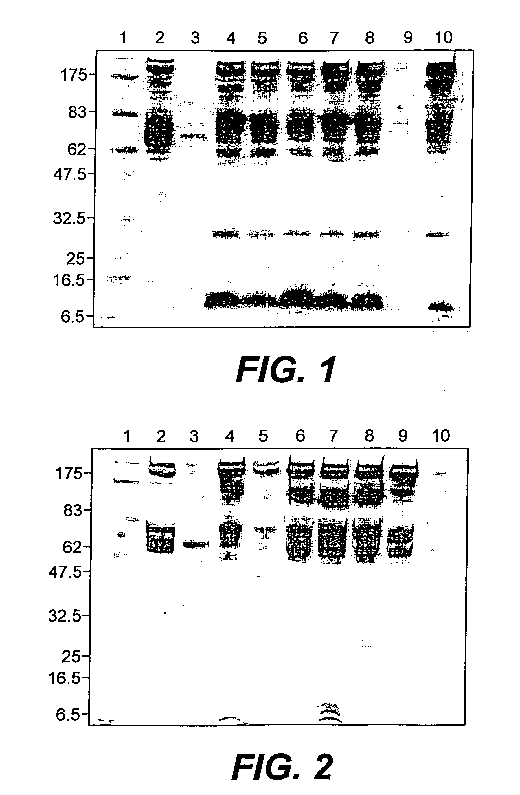 Human albumin animal models for drug evaluation, Toxicology and immunogenicity studies