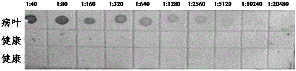 Hybridoma cell strain secreting potato-virus-Y-resistant monoclonal antibodies and monoclonal antibody application thereof