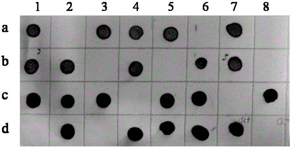 Hybridoma cell strain secreting potato-virus-Y-resistant monoclonal antibodies and monoclonal antibody application thereof