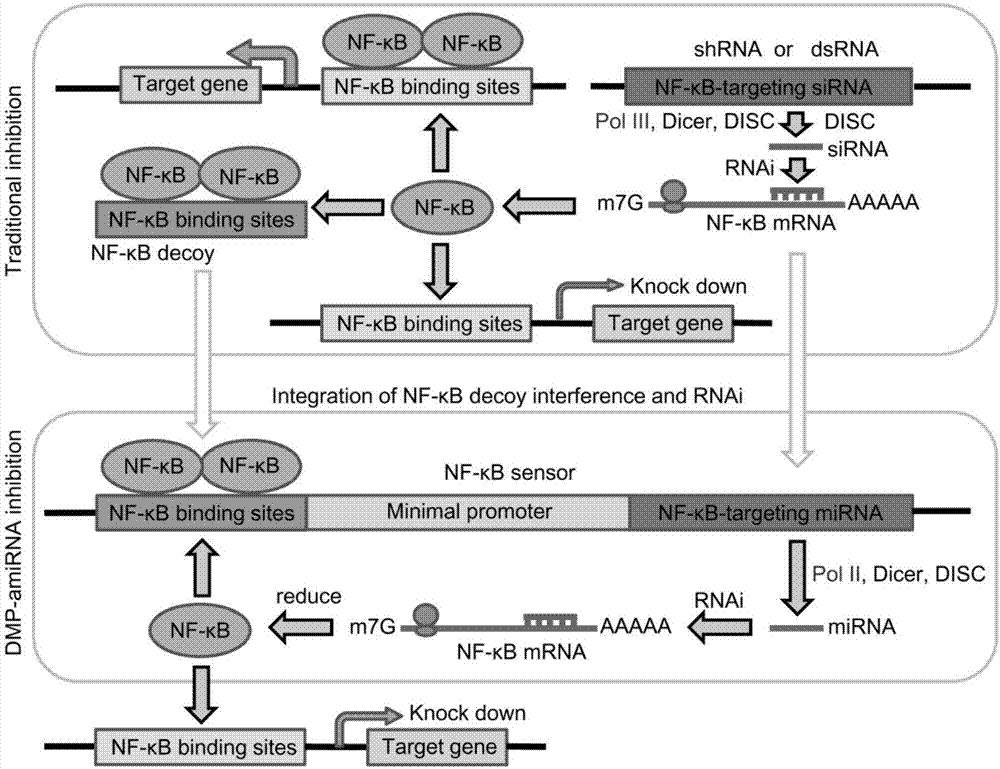 Gene expression vector for adjusting and controlling NF-kB activity in cells as well as regulation and control method and application of gene expression vector